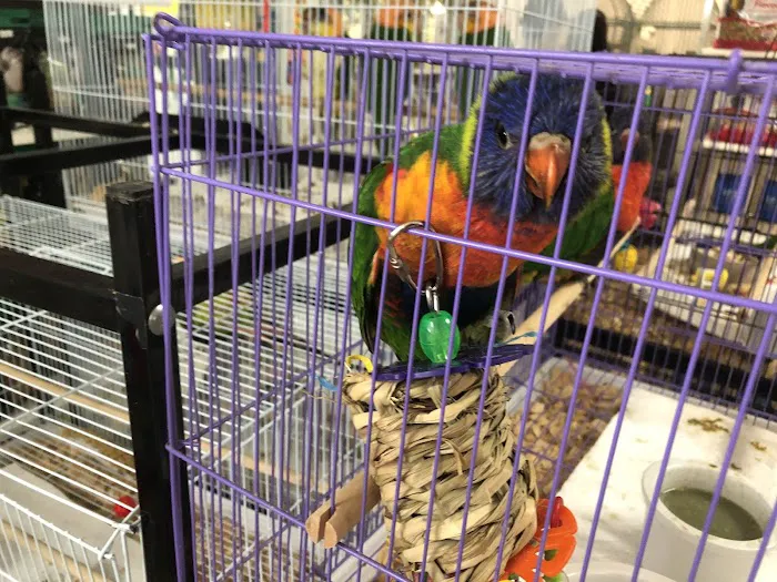 Omar's Exotic Birds Picture 3