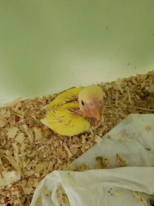 Omar's Exotic Birds Picture 10