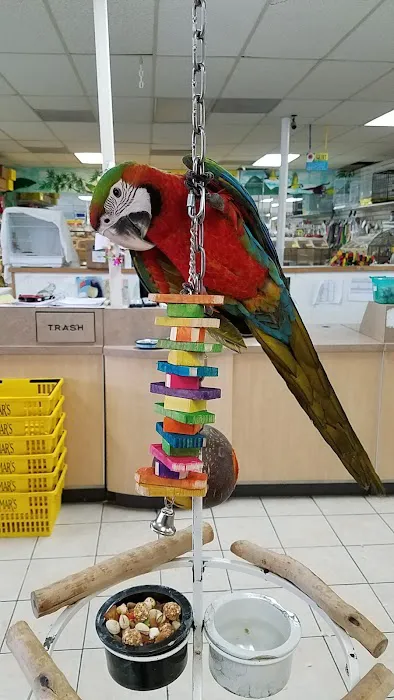 Omar's Exotic Birds Picture 7