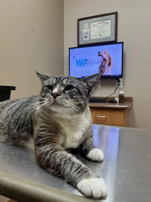 LifeCare Animal Hospital Picture 6