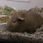 Petco