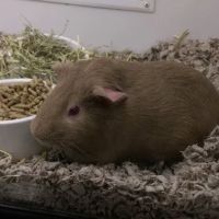 Petco ico