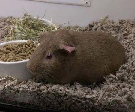 Petco