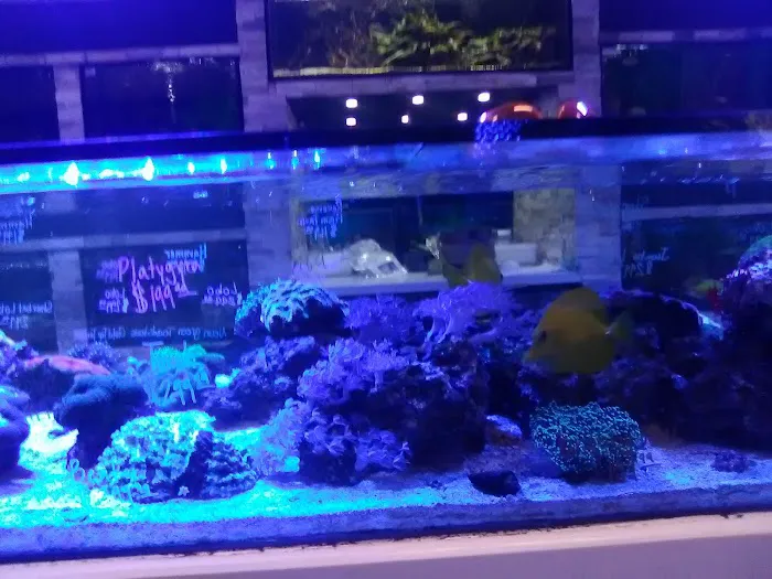 Ocean's Tropical Fish Picture 5