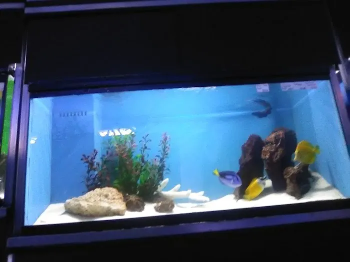 Ocean's Tropical Fish Picture 4