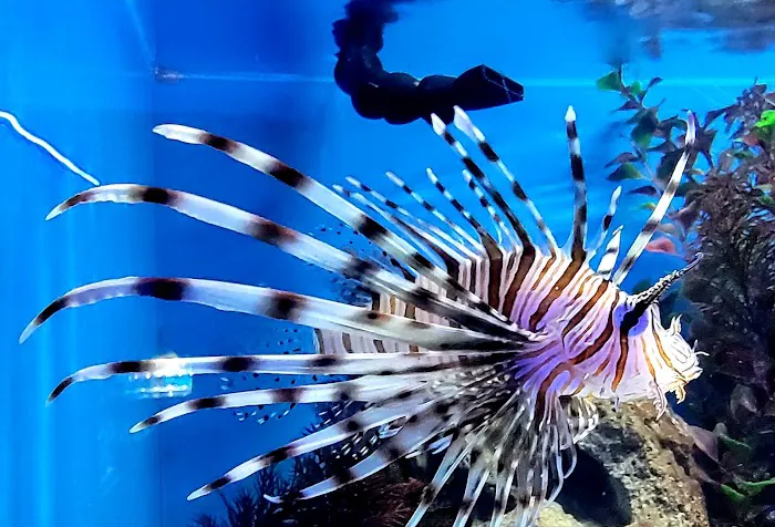 Ocean's Tropical Fish Picture 8