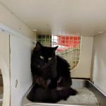 Petco