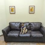 Priority Pet Hospital