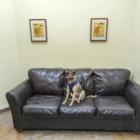 Priority Pet Hospital ico