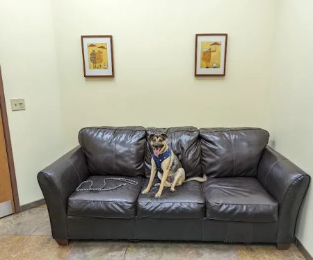Priority Pet Hospital