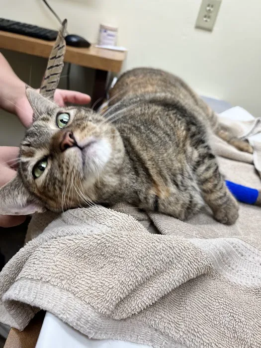 Priority Pet Hospital Picture 2