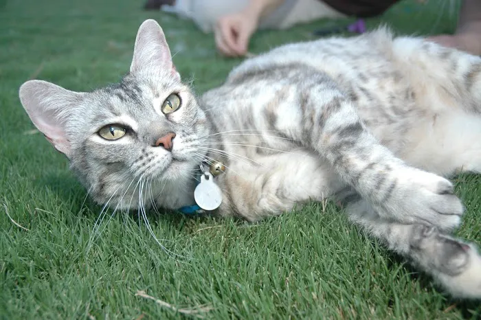 Priority Pet Hospital Picture 4