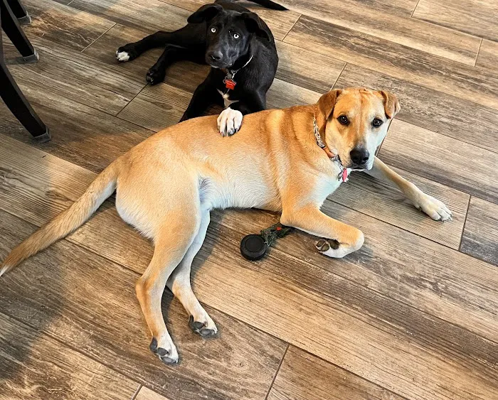 Cornerstone Animal Hospital Picture 7
