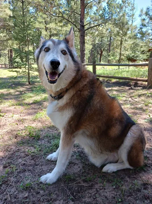Cornerstone Animal Hospital Picture 8