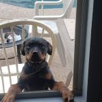 Warner Vista Animal Hospital