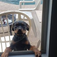 Warner Vista Animal Hospital ico