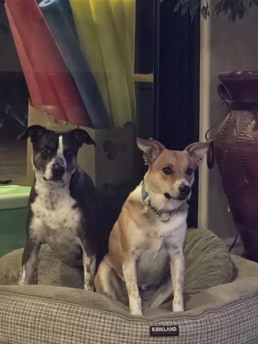apache trail veterinary services Picture 7