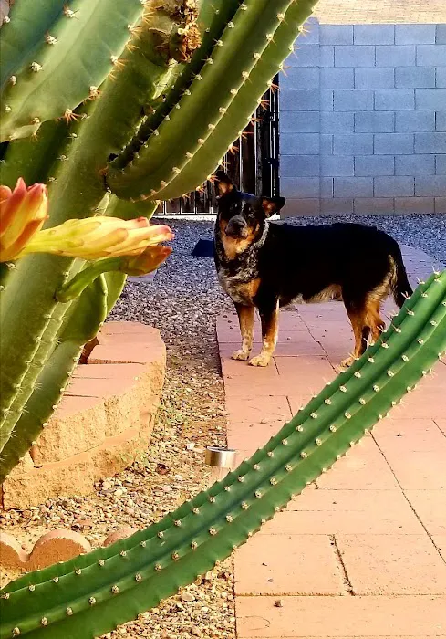 apache trail veterinary services Picture 3