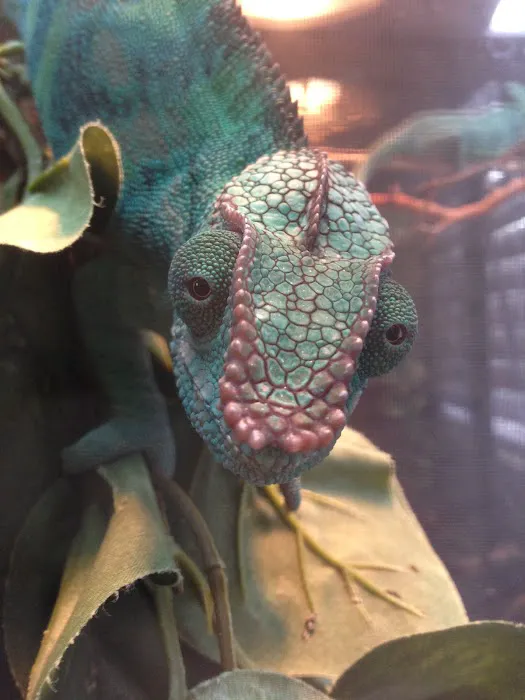 Reptiles Reptropolis Picture 3