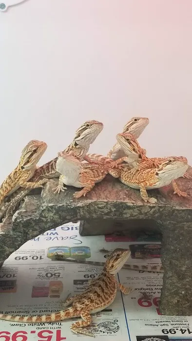 Reptiles Reptropolis Picture 5