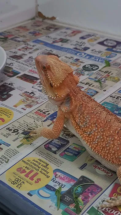 Reptiles Reptropolis Picture 2
