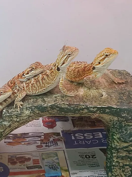Reptiles Reptropolis Picture 1