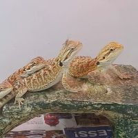 Reptiles Reptropolis ico