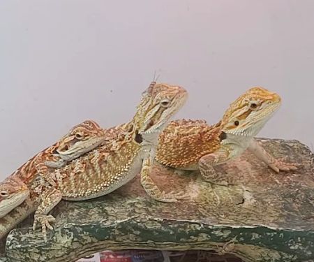 Reptiles Reptropolis
