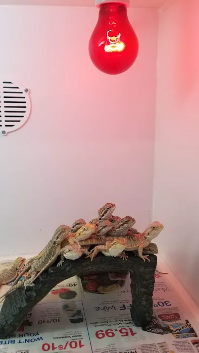 Reptiles Reptropolis Picture 6