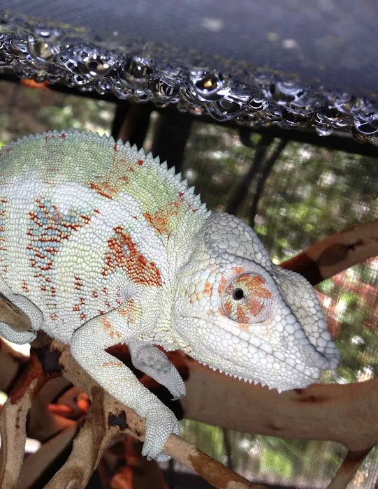 Reptiles Reptropolis Picture 7