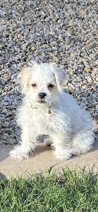 Higley Road Pet Clinic Picture 3