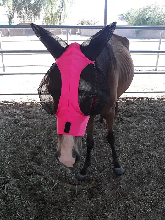 Southwest Equine Veterinary Clinic Picture 2