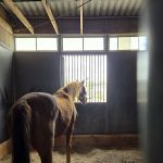 Southwest Equine Veterinary Clinic