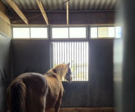 Southwest Equine Veterinary Clinic