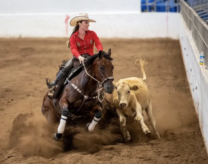 FX Equine Picture 5