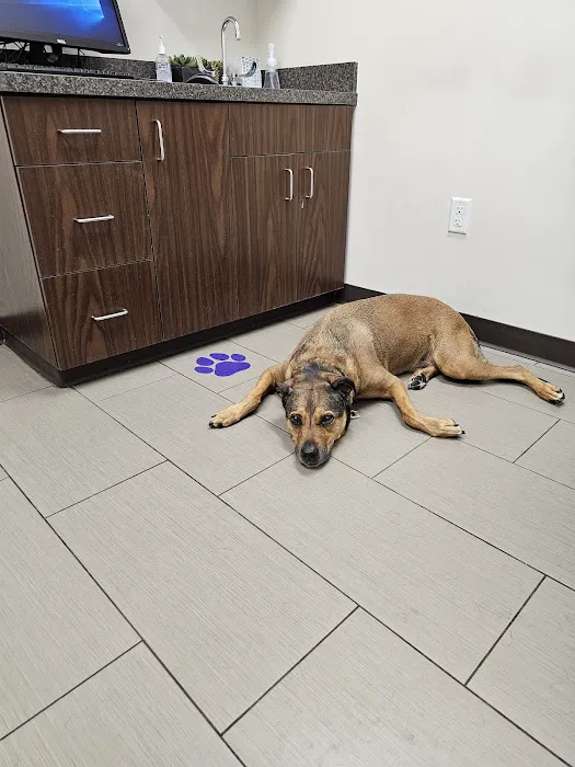 Power Road Animal Hospital Picture 4