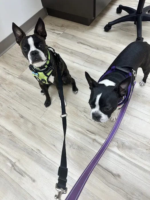 East Valley Urgent Pet Care Picture 1