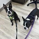 East Valley Urgent Pet Care