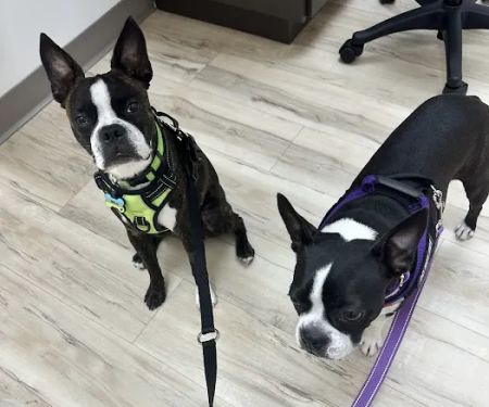 East Valley Urgent Pet Care