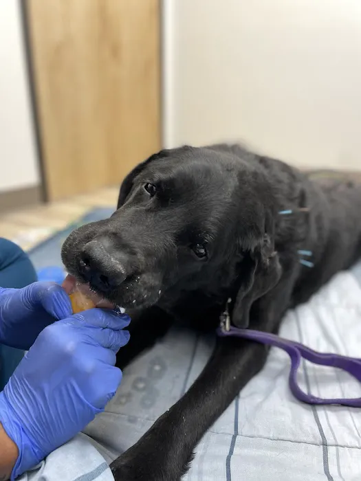 East Valley Urgent Pet Care Picture 7