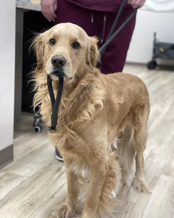 East Valley Urgent Pet Care Picture 8
