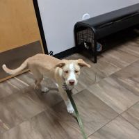 Cross Winds Animal Clinic ico