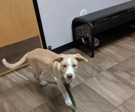 Cross Winds Animal Clinic