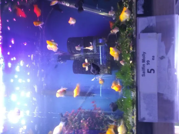 Pet World:Tropical Fish Picture 3