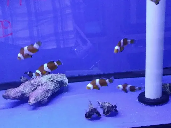 Pet World:Tropical Fish Picture 1