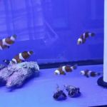 Pet World:Tropical Fish
