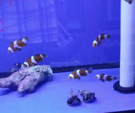 Pet World:Tropical Fish