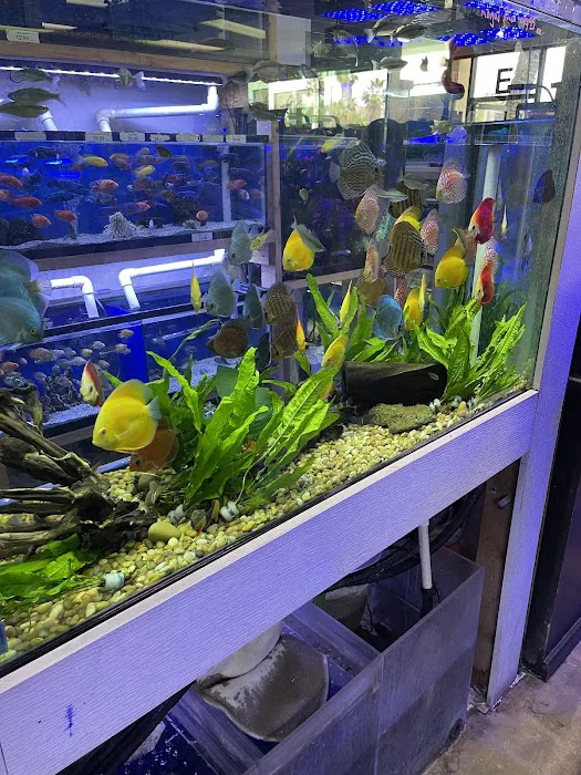Pet World:Tropical Fish Picture 2