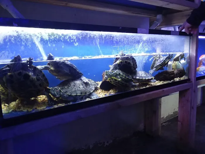 Pet World:Tropical Fish Picture 5