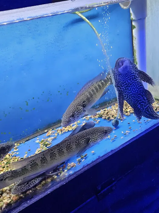 Pet World:Tropical Fish Picture 7